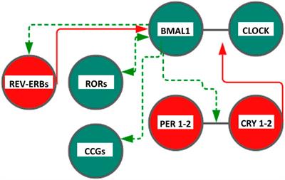 Chronobiology Meets Quantum Biology: A New Paradigm Overlooking the Horizon?